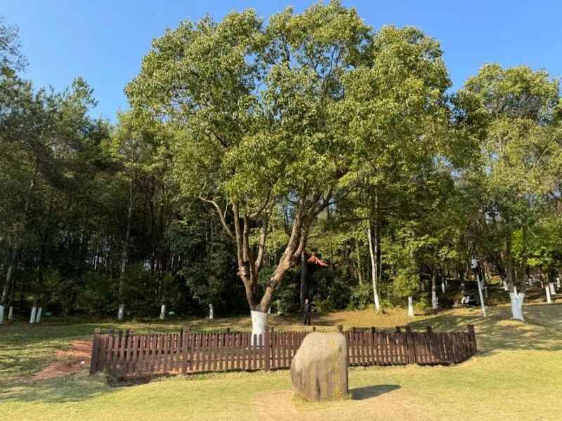習(xí)近平同志為福建省長(zhǎng)汀縣水土保持科教園捐種的香樟樹。圖源：學(xué)習(xí)時(shí)報(bào)